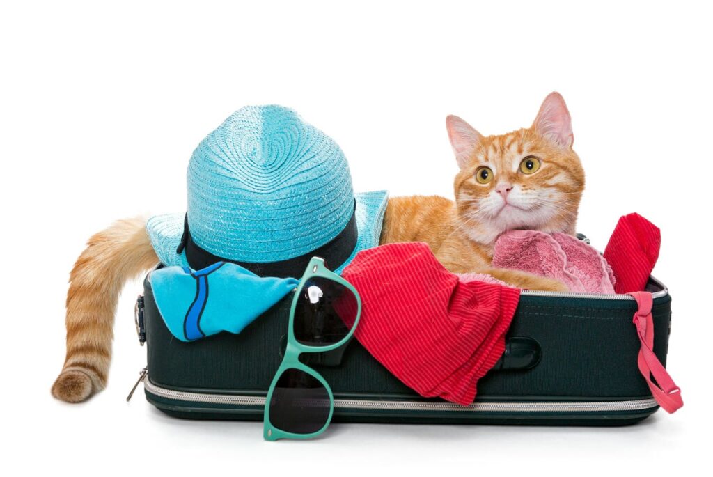 Don’t Forget This When Traveling With Your Cat. Vets Say It’s The Most Important Thing You’re Overlooking.