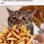 Funny Cat Memes