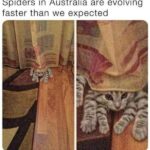 Funny Cat Memes