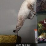 Funny Cat Memes