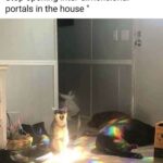 Funny Cat Memes