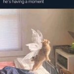 Funny Cat Memes