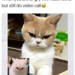 Funny Cat Memes