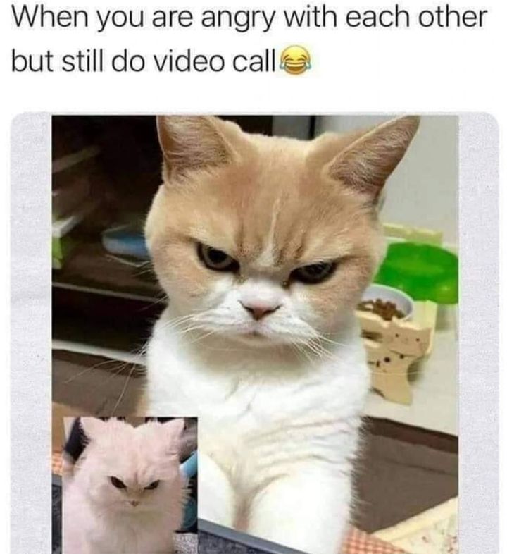 Funny Cat Memes