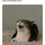 Funny Cat Memes