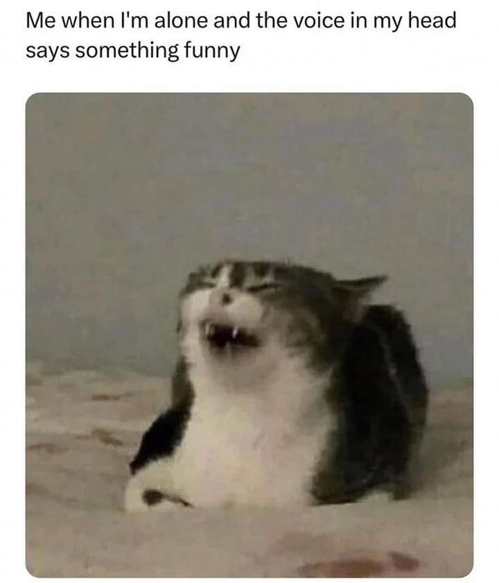 Funny Cat Memes