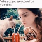 Funny Cat Memes