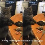 Funny Cat Memes