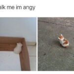 Funny Cat Memes