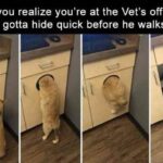 Funny Cat Memes