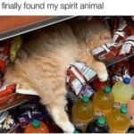 Funny Cat Memes