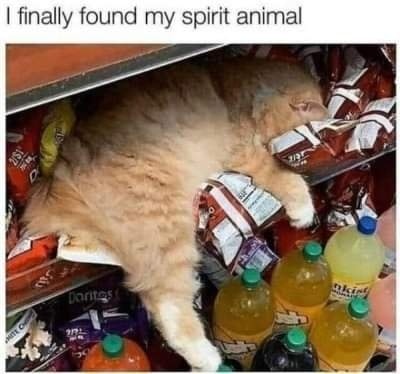 Funny Cat Memes