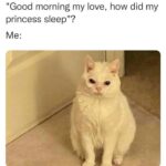 Funny Cat Memes