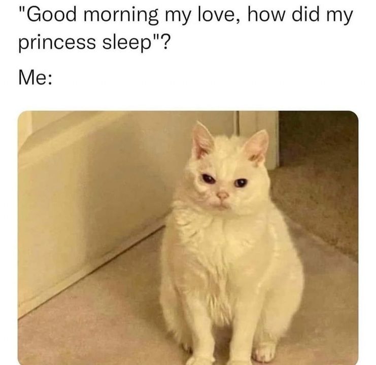 Funny Cat Memes