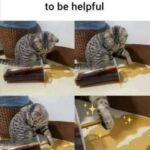 Funny Cat Memes