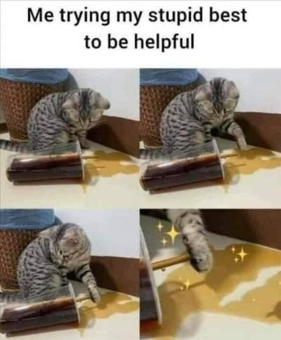 Funny Cat Memes