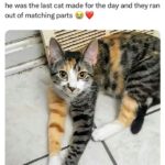 Funny Cat Memes