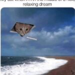 Funny Cat Memes