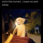 Funny Cat Memes