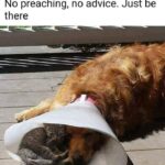 Funny Cat Memes