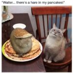 Funny Cat Memes