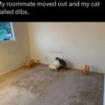 Funny Cat Memes