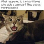 Funny Cat Memes