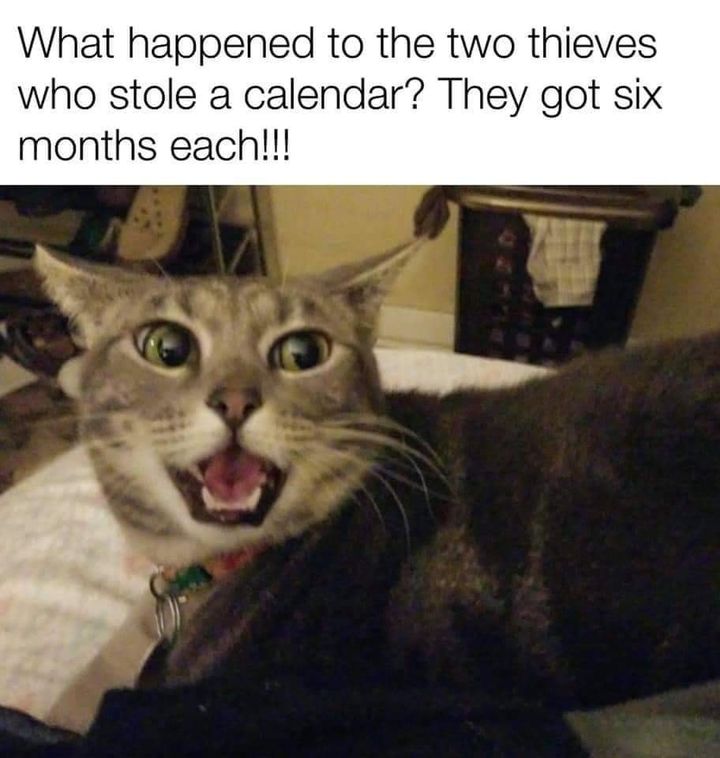 Funny Cat Memes