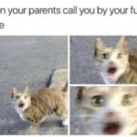 Funny Cat Memes