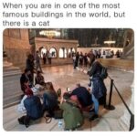 Funny Cat Memes