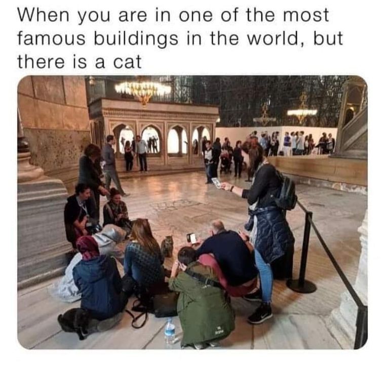 Funny Cat Memes