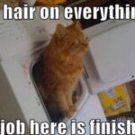 Funny Cat Memes