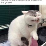 Funny Cat Memes