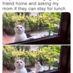 Funny Cat Memes