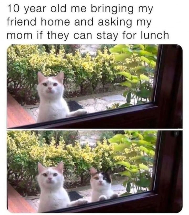 Funny Cat Memes