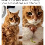 Funny Cat Memes