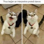 Funny Cat Memes