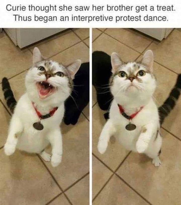 Funny Cat Memes