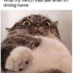 Funny Cat Memes