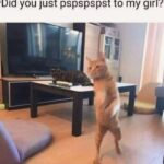 Funny Cat Memes