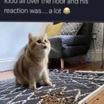 Funny Cat Memes