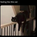 Funny Cat Memes