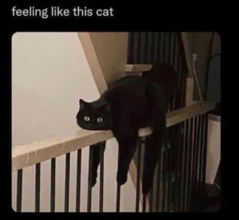 Funny Cat Memes