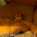 Funny Cat Memes