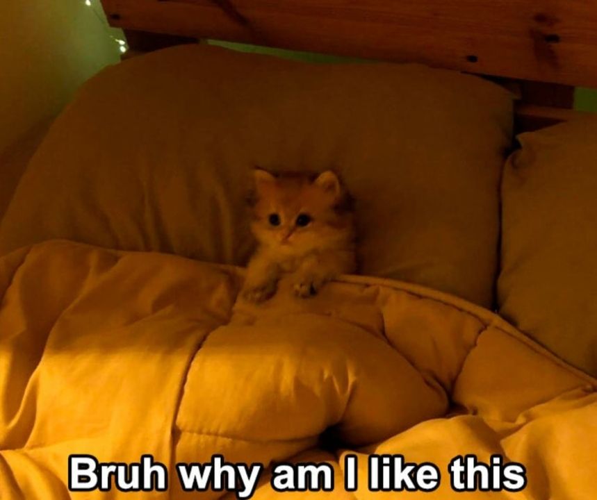 Funny Cat Memes