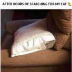 Funny Cat Memes