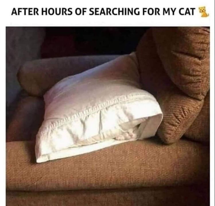 Funny Cat Memes