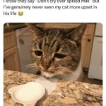 Funny Cat Memes