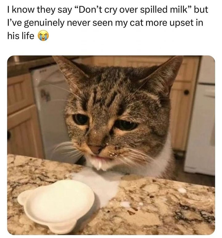 Funny Cat Memes