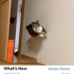 Funny Cat Memes